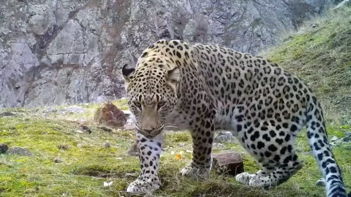 anatolischer leopard