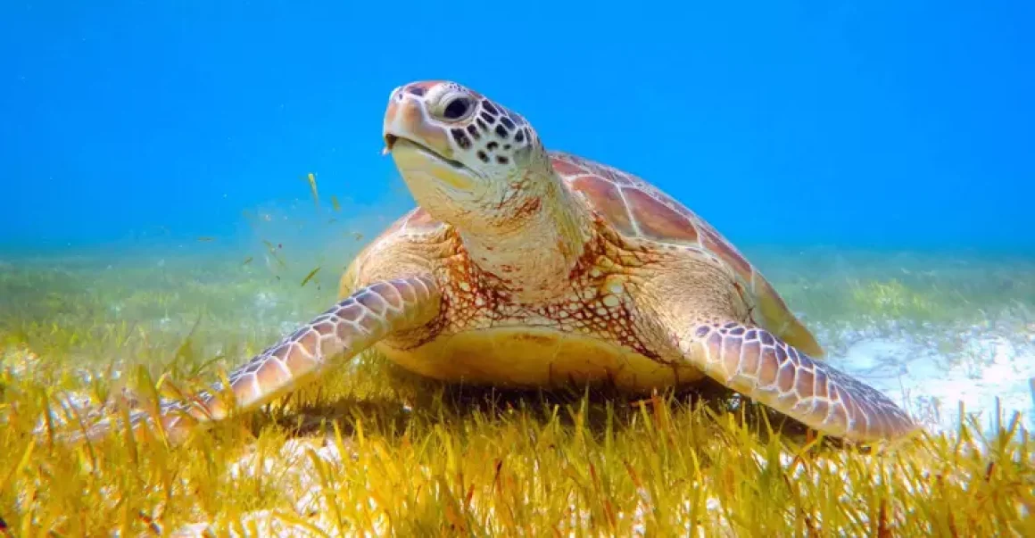 caretta2